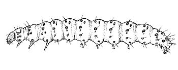 Figure 6. Pickleworm young larva.