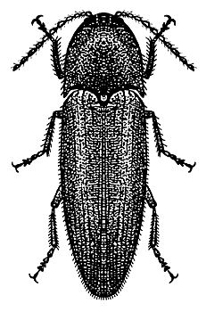 Figure 15. Wireworm adult.