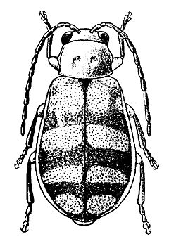 Figure 9. Banded cucumber beetle.