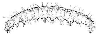 Figure 8. Melonworm larva.