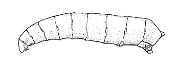 Figure 14. Seedcorn maggot.