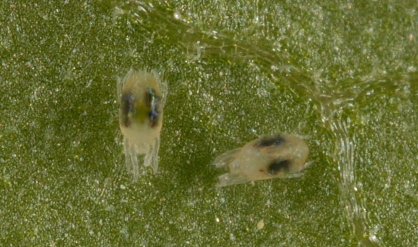 Two spotted spider mite. 