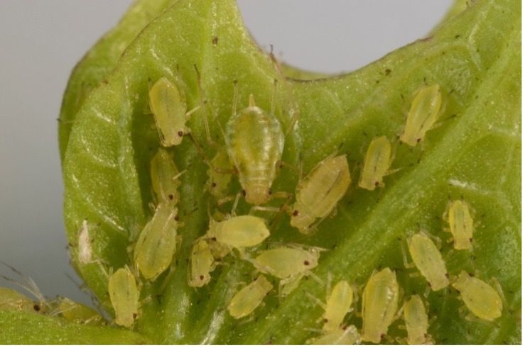 Green peach aphid. 