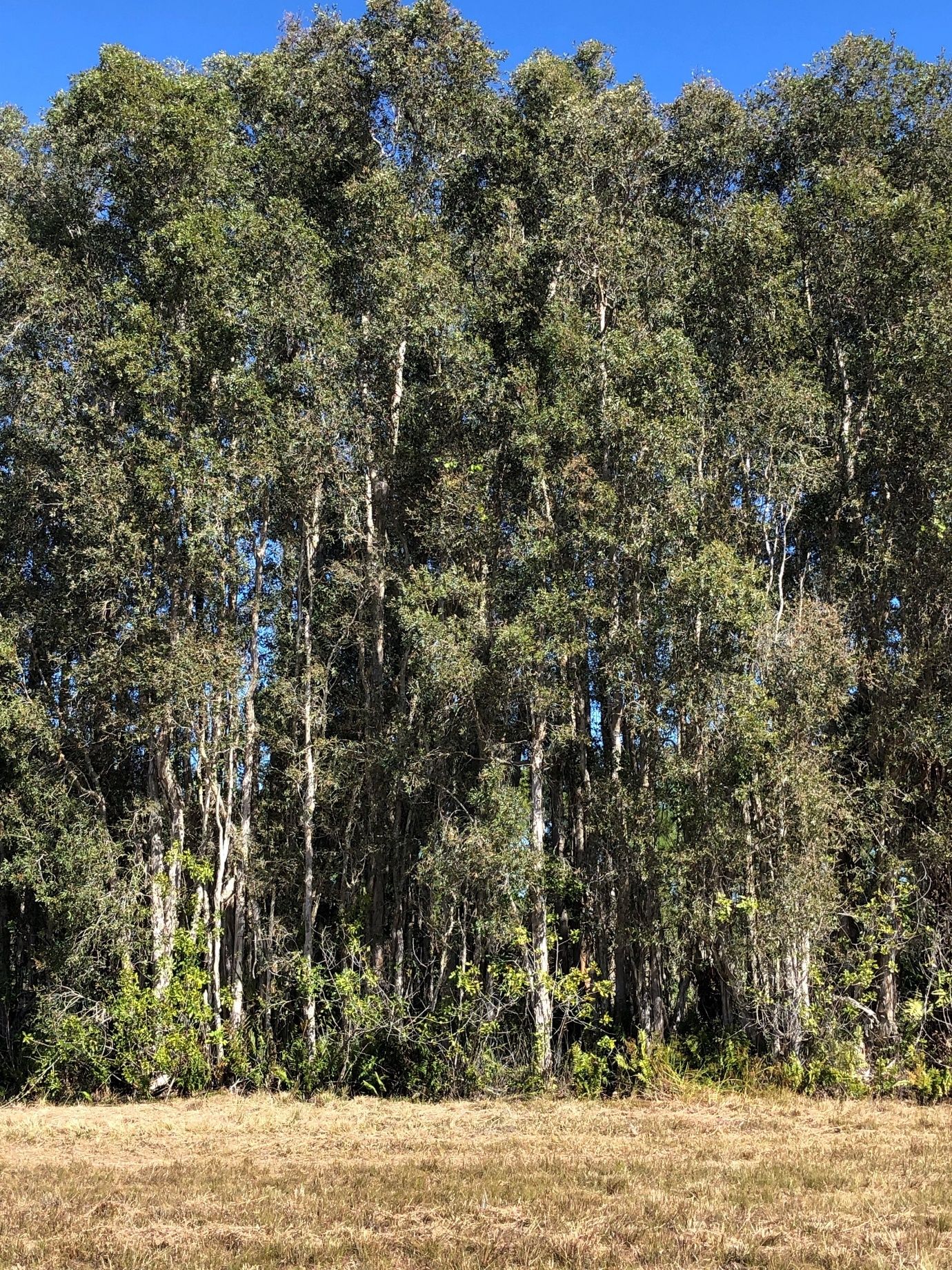 Stand of melaleuca trees in St. Lucie County, Florida. 