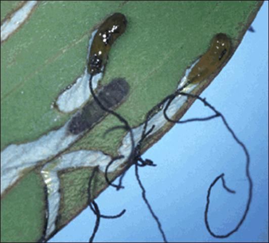 Melaleuca leaf showing feeding damage and larvae of the melaleuca weevil.