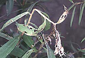 Excised shoot tip of melaleuca caused by adult weevil feeding damage.