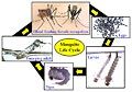 Life cycle of a mosquito: eggs, larvae, pupa, and adult.