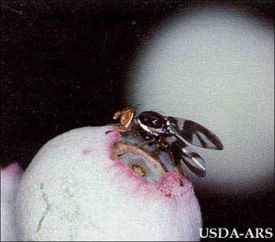 Figure 1. Adult blueberry maggot, Rhagoletis mendax Curran.