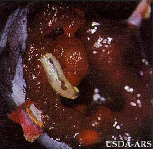 Figure 2. Blueberry maggot larva, Rhagoletis mendax Curran.