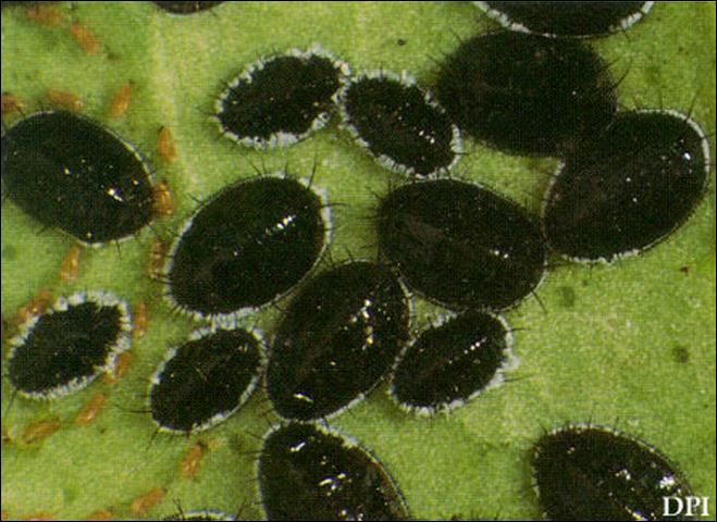 Figure 2. Pupae of citrus blackfly, Aleurocanthus woglumi Ashby.