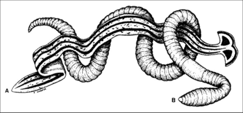 Figure 3. Planarian (A) attacking earthworm (B). (From Esser 1981).