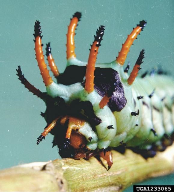 Figure 5. Close-up of the head of a fully grown hickory horned devil caterpillar of the regal moth, Citheronia regalis (Fabricius).