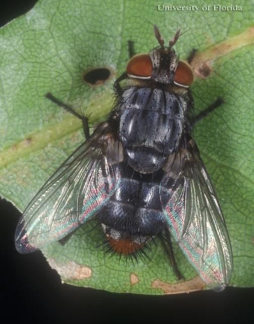 Figure 13. Adult tachinid fly.
