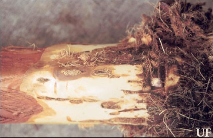 Figure 8. Damage to Canary Island date palm by the silky cane weevil, Metamasius hemipterus sericeus (Olivier).