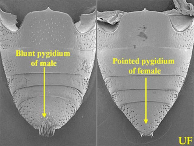Figure 3. SEM comparison, ventral view of male and female pygidium, of the silky cane weevil, Metamasius hemipterus sericeus (Olivier).