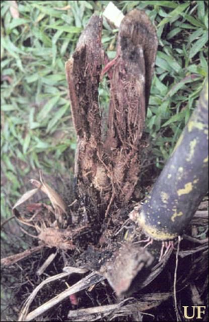 Figure 5. Damage to sugarcane by the silky cane weevil, Metamasius hemipterus sericeus (Olivier).
