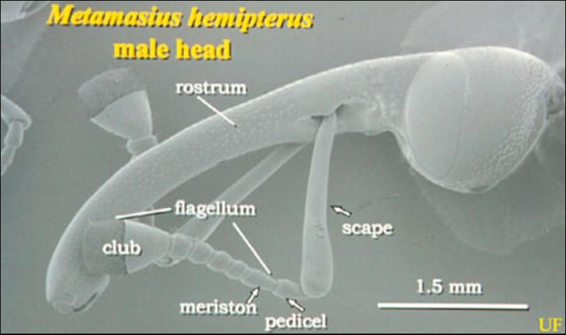 Figure 2. SEM of head of adult male silky cane weevil, Metamasius hemipterus sericeus (Olivier).