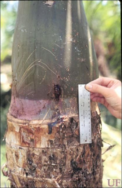 Figure 6. Damage to spindle palm by the silky cane weevil, Metamasius hemipterus sericeus (Olivier).