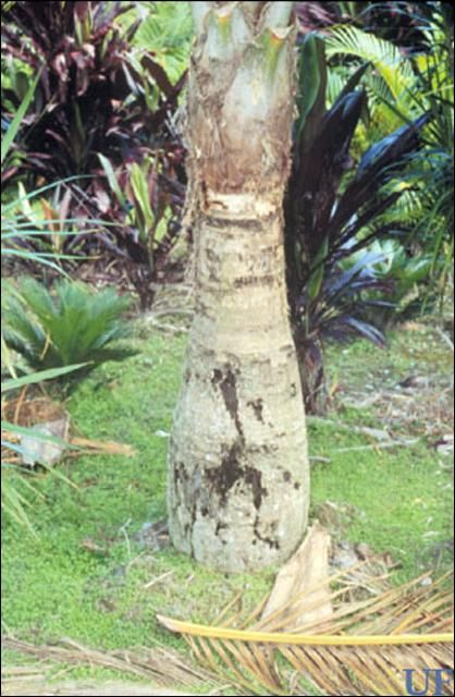 Figure 9. Damage to majesty palm by the silky cane weevil, Metamasius hemipterus sericeus (Olivier).