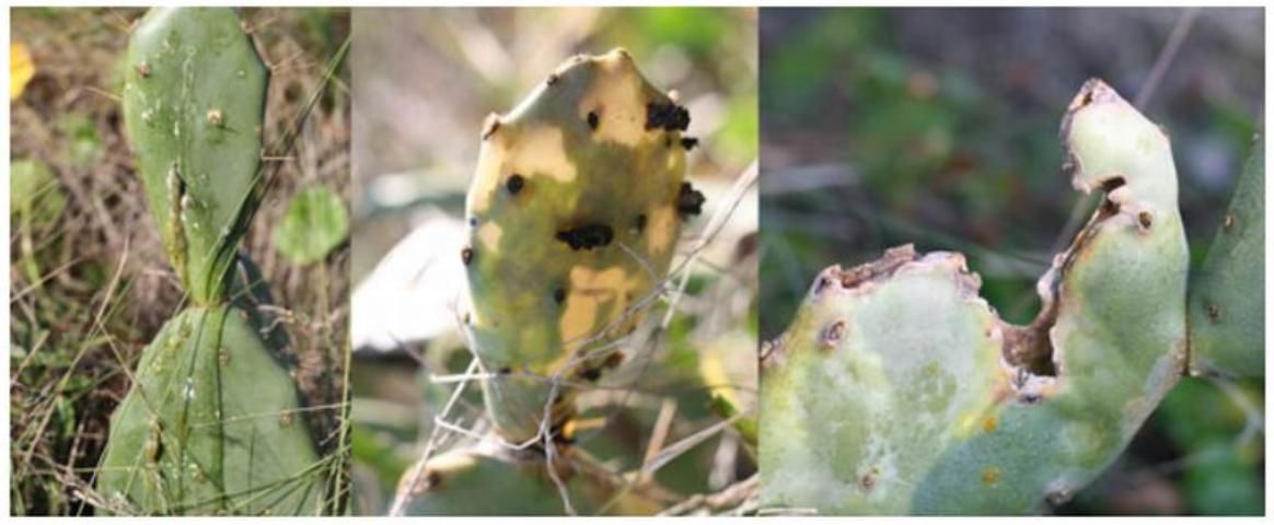 Figure 5. Damage from Cactoblastis cactorum. Left to right: recent to older damage. The frass from the moth is visible in the left, (fresh frass and mucilage oozing from holes in the cladode) and middle photo (dried frass).