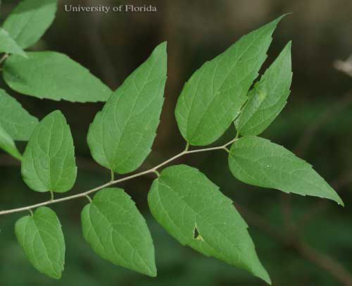 Figure 8. Sugarberry, Celtis laevigata Willd. (Celtidaceae), is a host for the hackberry petiole gall psyllid, Pachypsylla venusta (Osten-Sacken).