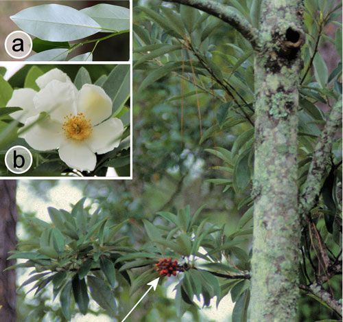 Figure 19. Sweet bay, Magnolia virginiana L. Arrow: fruit with seeds. Insets: a) foliage b) flower. Magnolia virginiana was erroneously reported as a larval host for the Palamedes swallowtail, Papilio palamedes (Drury).