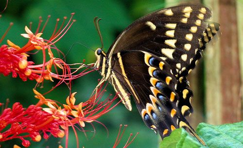 Figure 1. Palamedes swallowtail, Papilio palamedes (Drury) sipping nectar from a pagoda flower, Clerodendrum paniculatum L.
