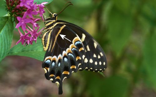 Figure 4. Palamedes swallowtail, Papilio palamedes (Drury), posed on Egyptian starcluster, Pentas lanceolata (Forssk.) Deflers. Note characteristic hind wing basal yellow line (arrow).