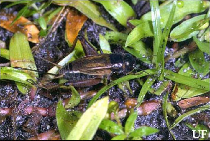 Figure 3. Short-winged, adult female southeastern field cricket, Gryllus rubens (Scudder).