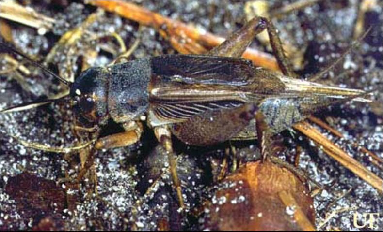 Figure 2. Jamaican field cricket, Gryllus assimilis (Fabricius), male.