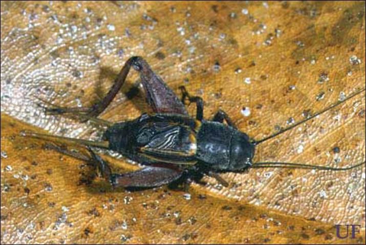 Figure 2. Male southern wood cricket, Gryllus fultoni (Alexander).