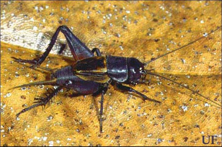 Figure 2. Male taciturn wood cricket, Gryllus ovisopis (T. Walker).
