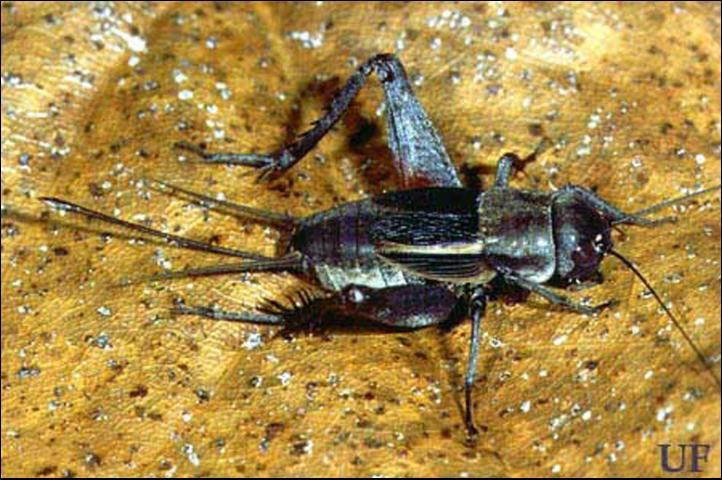 Figure 3. Female taciturn wood cricket, Gryllus ovisopis (T. Walker).