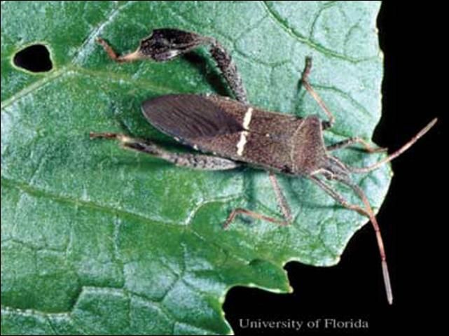 Figure 1. Adult leaffooted bug, Leptoglossus phyllopus (Linnaeus).