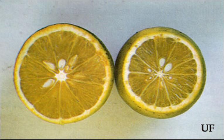Figure 3. Type of damage to citrus fruit that can be caused by the leaffooted bug, Leptoglossus phyllopus (Linnaeus).