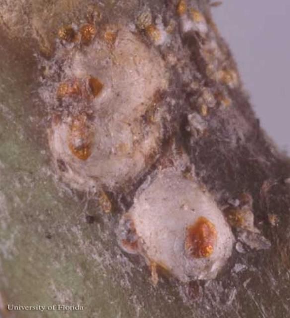 Figure 2. Adult female white peach scales, Pseudaulacaspis pentagona (Targioni).