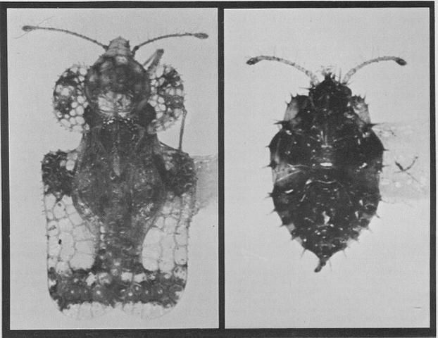 Figure 2. Adult (left) and nymph (right) of the hawthorn lace bug, Corythucha cydoniae (Fitch).