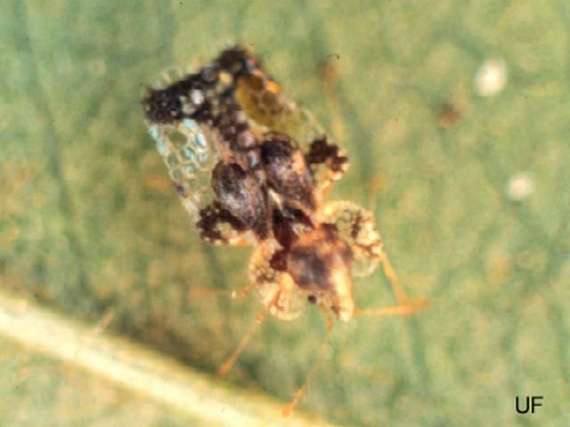Figure 1. Adult hawthorn lace bug, Corythucha cydoniae (Fitch).