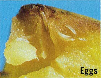 Figure 6. Eggs of the oriental fruit fly, Bactrocera dorsalis (Hendel).
