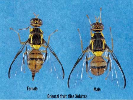 Figure 3. Adults of the oriental fruit fly, Bactrocera dorsalis (Hendel).