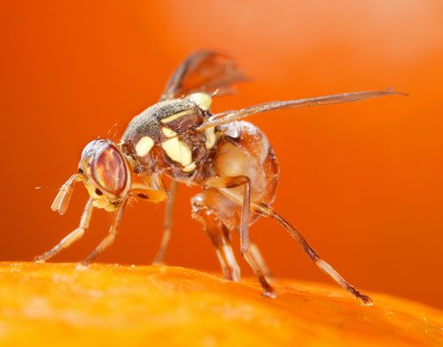 Figure 4. Adult female oriental fruit fly, Bactrocera dorsalis (Hendel), laying eggs in fruit.