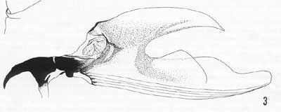 Figure 10. Cephalo-pharyngeal skeleton of larva.