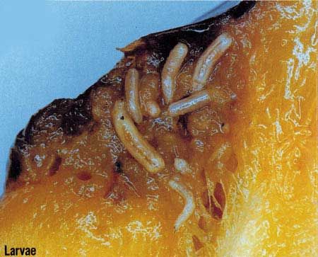 Figure 7. Larvae of the oriental fruit fly, Bactrocera dorsalis (Hendel).