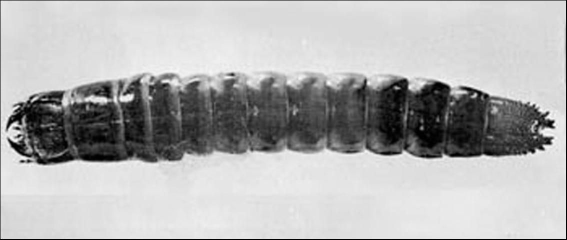 Figure 3. Mature larva of the click beetle Alaus oculatus (Linn.).
