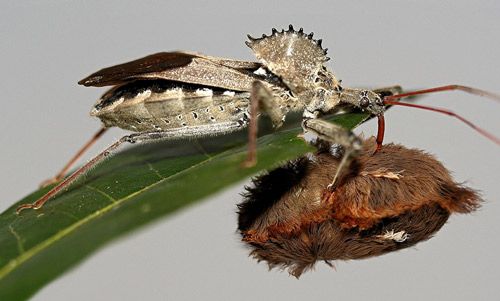 Figure 9. Adult wheel bug, Arilus cristatus (Linnaeus), feeding on a puss caterpillar, Megalopyge opercularis (Smith).