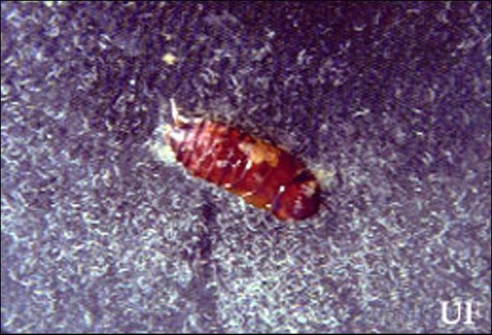 Figure 8. Mole cricket nematodes, Steinernema scapterisci Nguyen & Smart, emerging from a cockroach nymph.