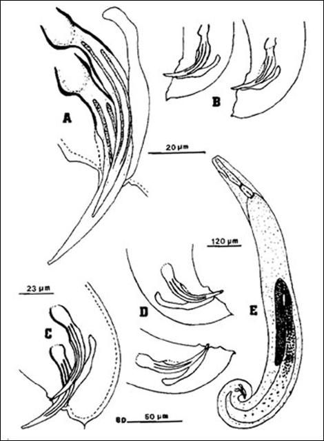Figure 2. Males of the mole cricket nematode, Steinernema scapterisci Nguyen & Smart n. sp. A) Spicules of the first-generation male showing angular head, ribs, and gubernaculum with anterior end bent upward. B) Variation in the tail shape of the first-generation males. C) Tail of the second-generation male showing elongate spicule head. D) Variation in tail shape of second-generation males. E) Entire body of the first-generation male.