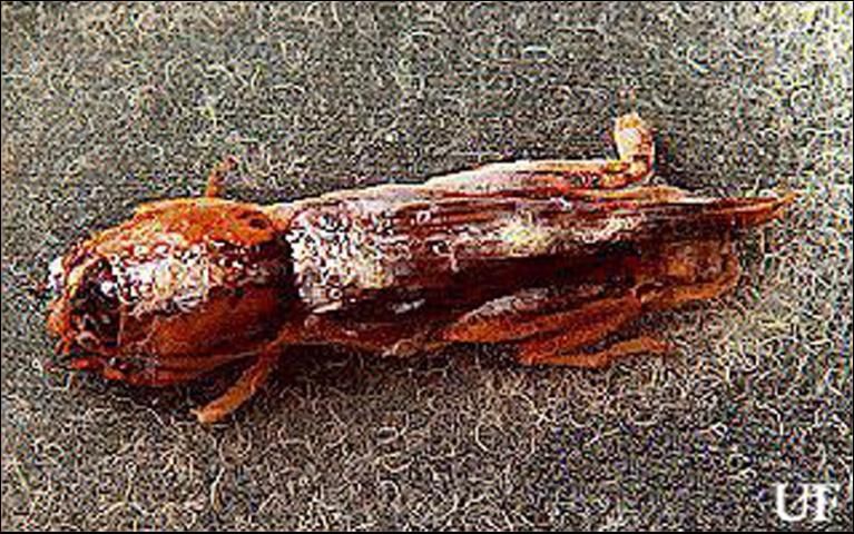Figure 1. Mole cricket nematodes, Steinernema scapterisci Nguyen & Smart, emerging from a mole cricket.