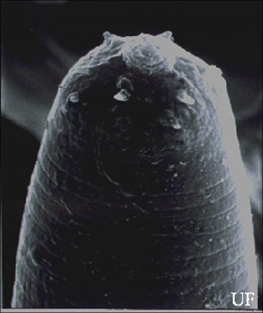 Figure 6. Infective juvenile of the mole cricket nematode, Steinernema scapterisci Nguyen & Smart, with the head showing labial raising disc.