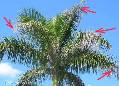 Figure 6. Royal palm bug, Xylastodoris luteolus Barber, feeding damage to a group of royal palms, Roystonea regia.